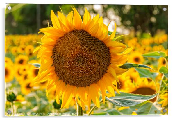 Blooming sunflowers - Bekesszentandras Acrylic by Laszlo Konya