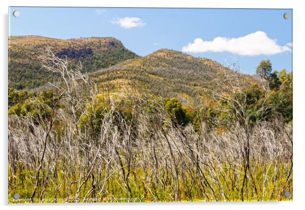 Mount William - Halls Gap Acrylic by Laszlo Konya