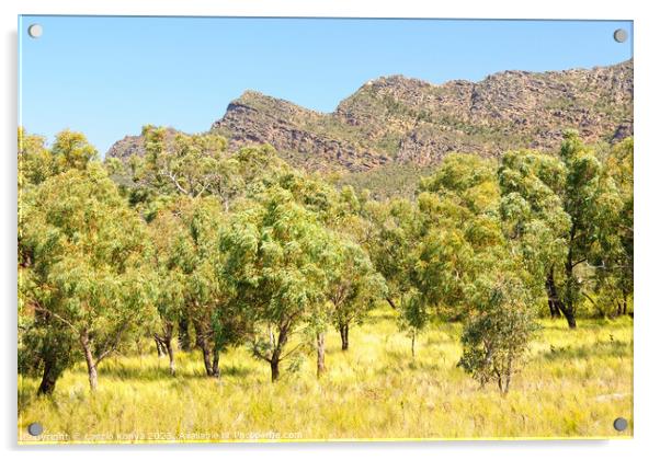 Serra Range - Dunkeld Acrylic by Laszlo Konya