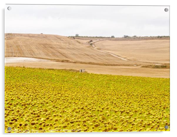 Sunflower field - Rabe de las Calzadas Acrylic by Laszlo Konya