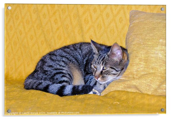 Watching cat - Uopini Acrylic by Laszlo Konya