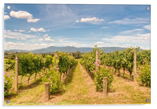 Vineyard - Yarra Glen Acrylic by Laszlo Konya