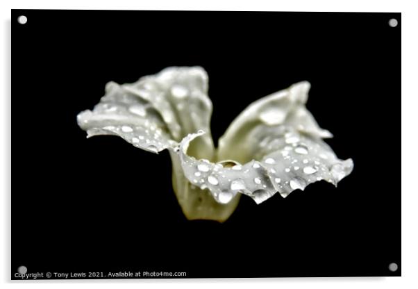 Rain drops on wild flower Acrylic by Tony Lewis