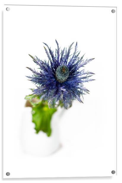 Sea Holly and white vase Acrylic by Paul Lawrenson