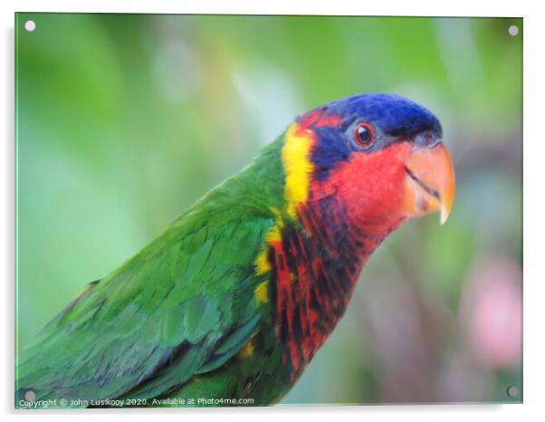 beautiful color Nuri bird Acrylic by John Lusikooy
