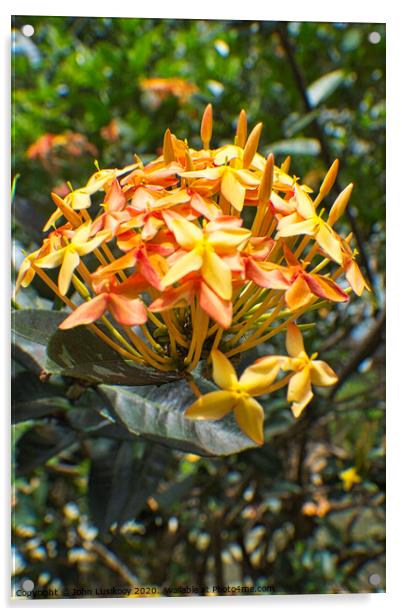 yellow Ashoka flowers Acrylic by John Lusikooy