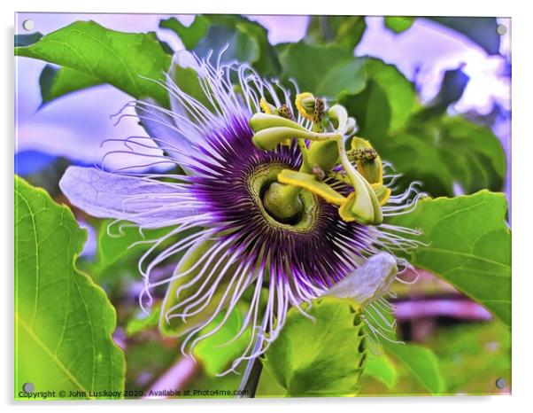 Passion Fruit Flower Acrylic by John Lusikooy
