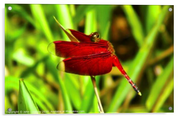 a red dragonfly Acrylic by John Lusikooy
