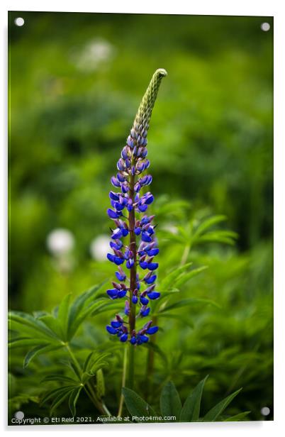 Single wild lupine flower  Acrylic by Eti Reid