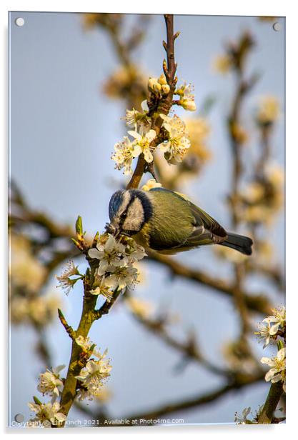 Enchanting Blue Tit on a Luscious Plum Branch Acrylic by Cliff Kinch