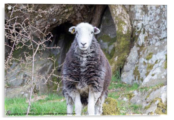 Lake District Herdwick sheep Acrylic by Cliff Kinch