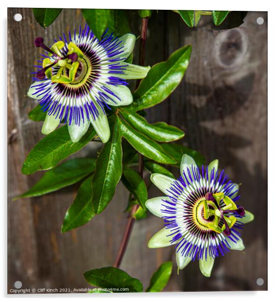 Passion flowers Acrylic by Cliff Kinch