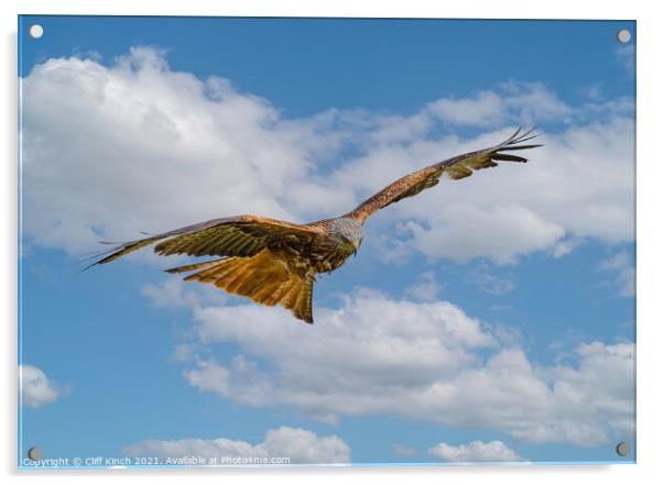 Majestic Red Kite Glides Through the Clouds Acrylic by Cliff Kinch