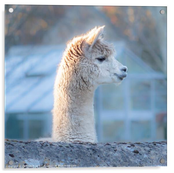 Curiosity of the alpaca Acrylic by Cliff Kinch