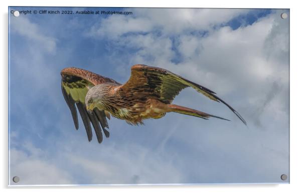 Majestic Red Kite Soars Across the Sky Acrylic by Cliff Kinch