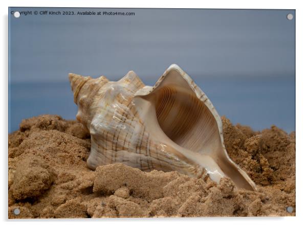 Shell on the sand Acrylic by Cliff Kinch