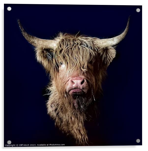 Majestic Highland Cattle Acrylic by Cliff Kinch