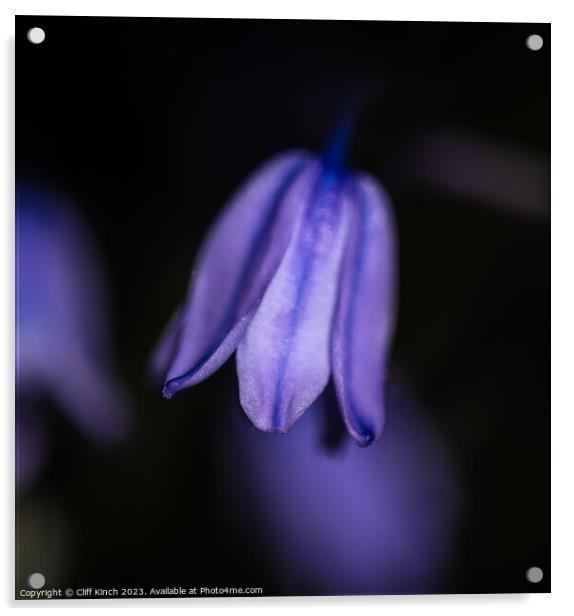 Softness of the bluebell Acrylic by Cliff Kinch