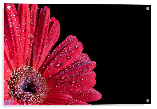 Vibrant African Daisy Unveils Nature's Passion Acrylic by Cliff Kinch