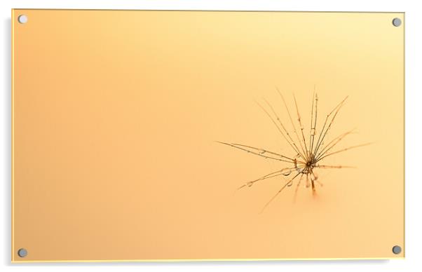 Dandelion's Golden Whisper Acrylic by Cliff Kinch