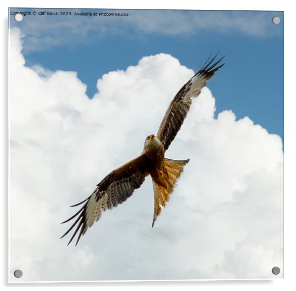 Soaring Red Kite Against Sky Acrylic by Cliff Kinch