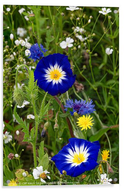 Dwarf Morning Glory in a wildflower meadown Acrylic by Cliff Kinch