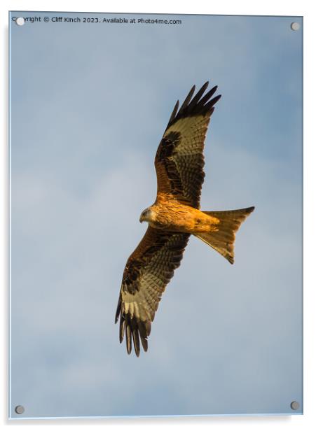 Red Kite in Flight Acrylic by Cliff Kinch