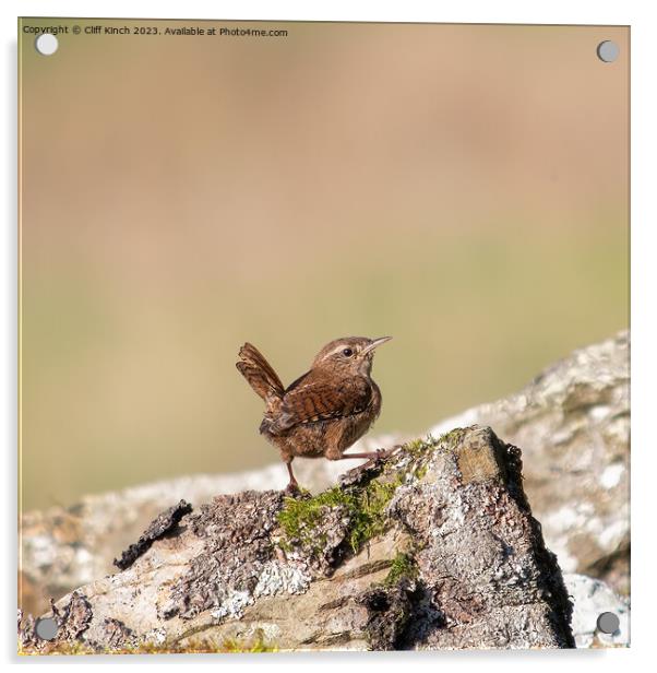 Wren perched on a stone wall Acrylic by Cliff Kinch