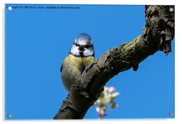 Blue tit Acrylic by Cliff Kinch