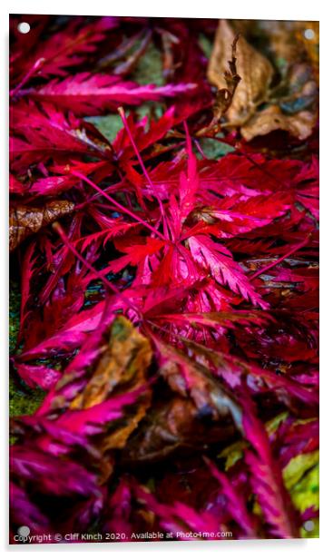 Red Autumn Leaves Acrylic by Cliff Kinch