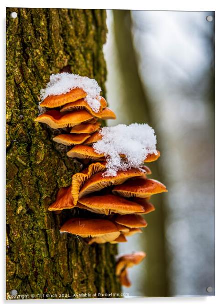 Tree fungus Acrylic by Cliff Kinch