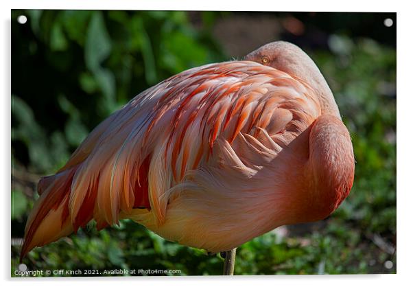 Flamingo Acrylic by Cliff Kinch