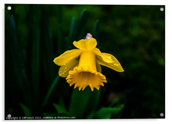 Daffodil Acrylic by Cliff Kinch