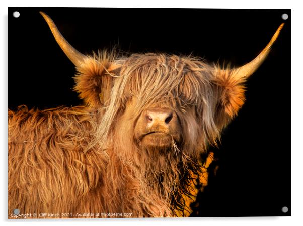 Highland Cow  Acrylic by Cliff Kinch