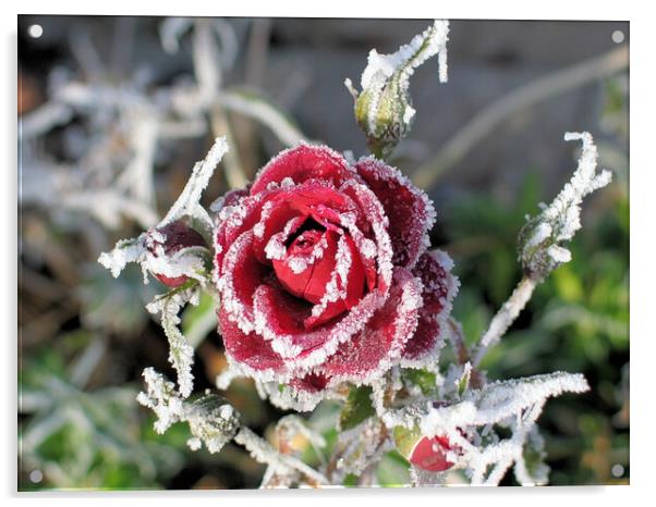 Winter Rose Acrylic by Mervyn Tyndall