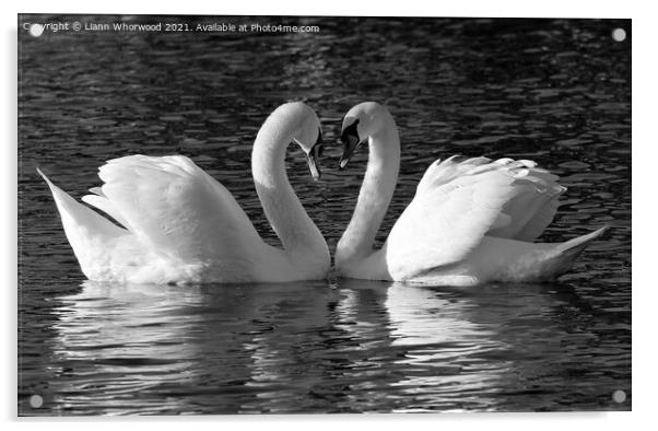 Swan love heart Acrylic by Liann Whorwood