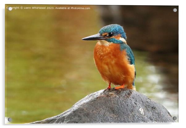 Male Kingfisher perched  Acrylic by Liann Whorwood