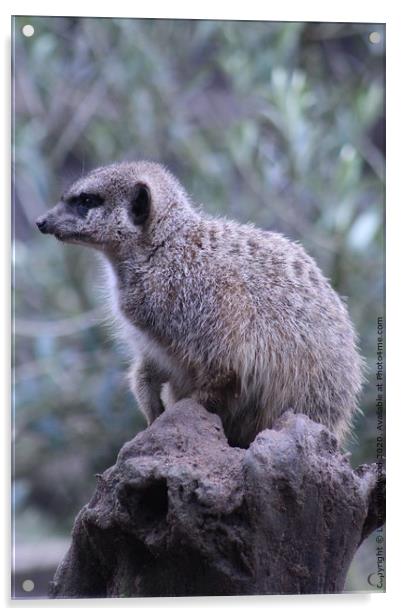 A Meerkat standing on a rock Acrylic by Liann Whorwood