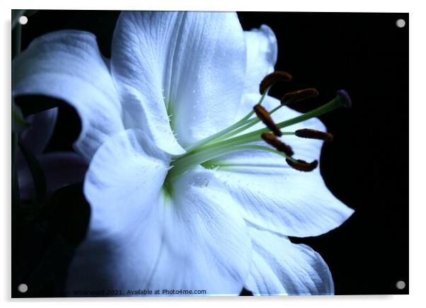 White stargazer Lily Acrylic by Liann Whorwood