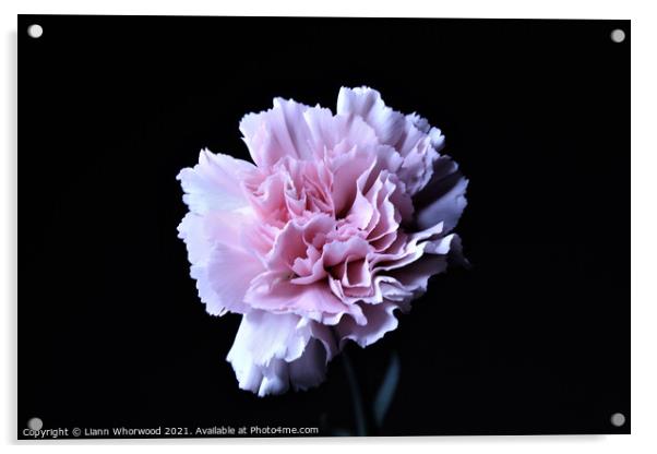Pink Carnation Flower Acrylic by Liann Whorwood