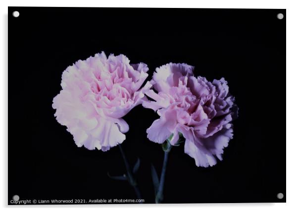 Pink Carnations Acrylic by Liann Whorwood