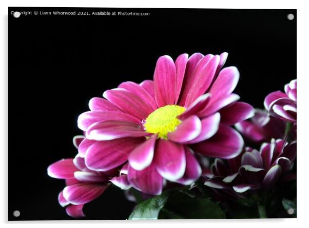 Daisy pink flower Acrylic by Liann Whorwood