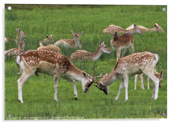 A herd of fallow deer  Acrylic by Liann Whorwood