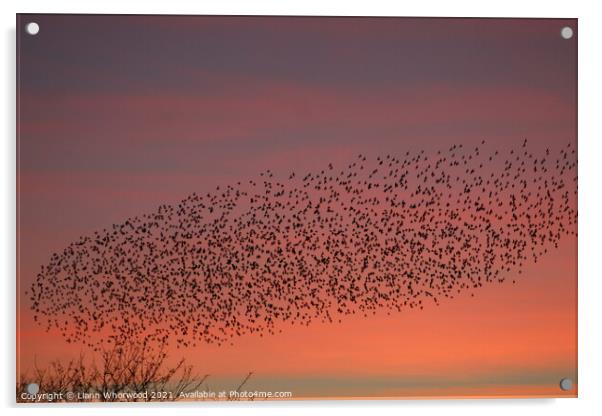 Flock of Starlings Murmuration Acrylic by Liann Whorwood