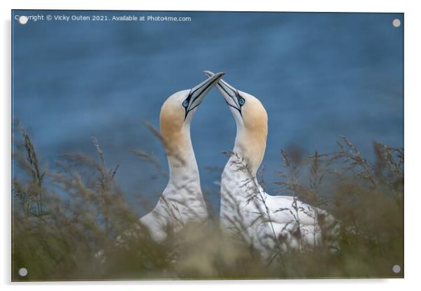 A pair of courting gannets Acrylic by Vicky Outen