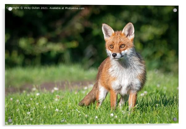A beautiful vixen fox standing in the grass  Acrylic by Vicky Outen