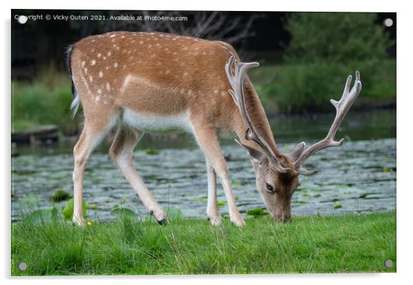 A fallow deer walking in the grass Acrylic by Vicky Outen