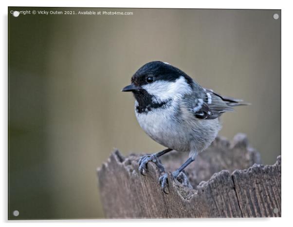A coal tit perched on a post Acrylic by Vicky Outen