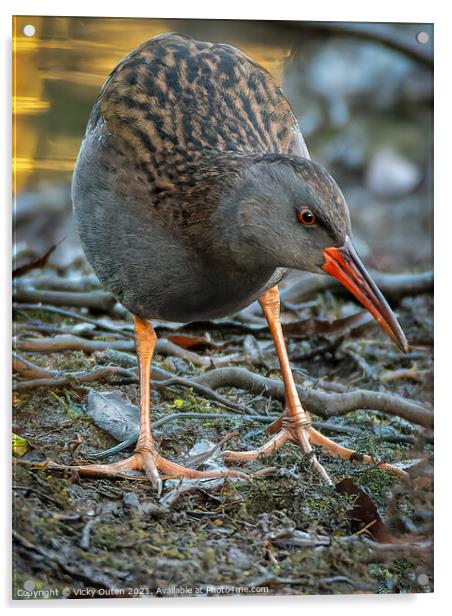 Water rail  Acrylic by Vicky Outen