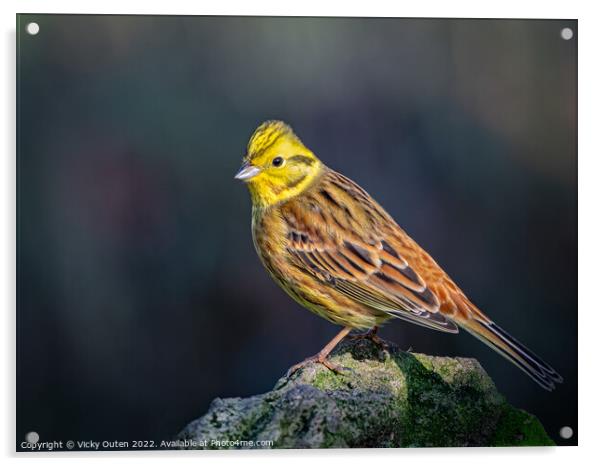 Yellowhammer perched on a rock Acrylic by Vicky Outen
